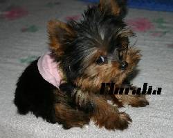 YORKSHIRE TERRIER MINI CUP! Bogot, Colombia