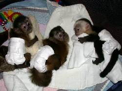  Bebs de mono y chimpancs bebs otros primates cali, columbia