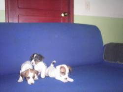Venta de Jack Russell Terrier Dosquebradas, Colombia