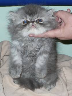 venta Gatitos Persas Buenos Aires, Argentina