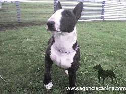 CACHORROS 100% BULL TERRIER AGENCIACANINA.COM Bogot, Colombia