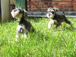 Criadero canino Heartbreaker