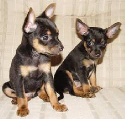 Chihuahueos negros vendo Ciudad de Mexico, Mexico