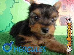 Yorkshire Terrier Divinos te esperan en bullcanes!! Medellin, Colombia