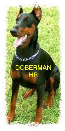 doberman cachorros machos y hembras 100% puros bogota, colombia