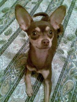 Toby busca de novia perrita chihuahua cali, colombia