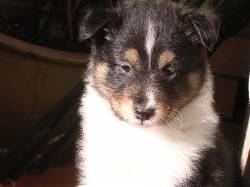 shetland colombia cachorros shetland sheepdog  bogota, colombia