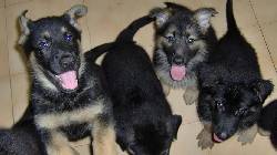 Bellos Pastores Alemanes barquisimeto, venezuela