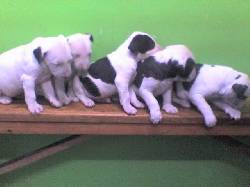 BULL TERRIER ESTANDAR 5 CACHORROS bogota, colombia
