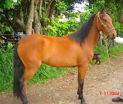 CABALLOS, YEGUAS Y POTROS DE PASO, TROCHADORAS TENJO, COLOMBIA