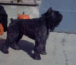 Bouvier de Flandes Granada, Espaa
