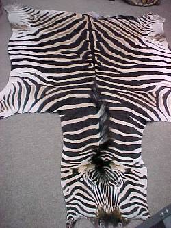 pieles de zebras  bogota, colombia