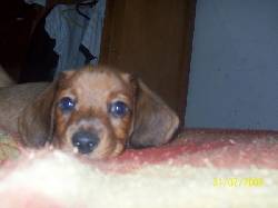 se vende perros dachshund CALI, COLOMBIA