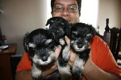 VENDO CACHORROS SCHNAUZER NEGRO Y PLATA medellin, colombia