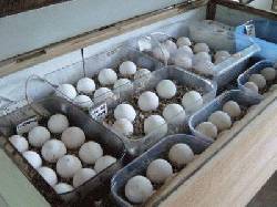 huevos de guacamayo loros para la venta madrid, peru