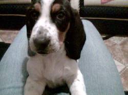 VENDO BASSET HOUND bogota, colombia
