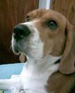 HERMOSO BEAGLE TRICOLOR DE 18 MESES DE EDAD MACHO, BOGOTA, COLOMBIA