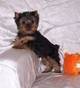 terrier yorkshire excelente que busca una casa madrid, madrid
