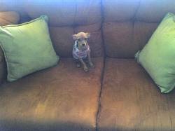vendo perrita pincher 4 meses pura , hermosa bogota, colombia
