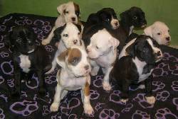 Hermosos cachorros boxer albinos y negros bogota, colombia
