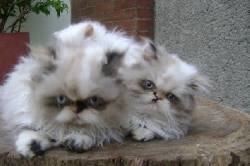 Gatos Persa Chatos y Chatas BOGOTA, COLOMBIA