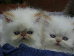 GATOS PERSA BOGOTA, COLOMBIA