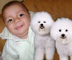 Servicio cremaciones animales  24 horas  Lima , Per�