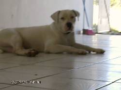 aMERICAN BULL DOG carolina, puerto rico