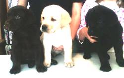 LABRADORES CACHORROS CHOCOLATES MIEL Y NEGROS DF, MEXICO