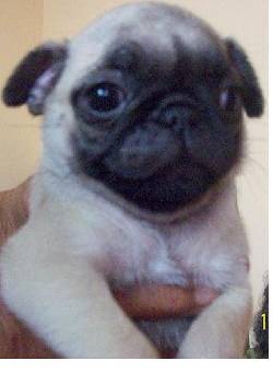 vendo cachorro pug de 45 dias desparasitados palmira, colombia