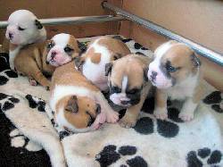 Cute Bulldog Ingls Cachorros Para Adopcin milano, mexico
