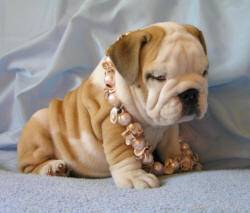 bulldog ingles 123456, cadiz