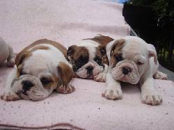 vendo cachorros bulldog ingles Bogota, Colombia