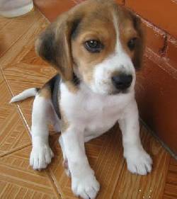 VENDO HERMOSOS CACHORROS BEAGLE! Bogot, Colombia