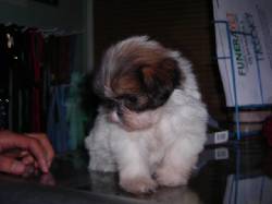 Shih Tzu exelente lnea - LA GRANJA CACHORROS Bogot, Colombia