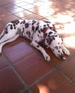 TENDRE CACHORROS DALMATAS PARA FEBRERO valledupar, colombia