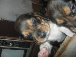 VENDO HERMOSOS CACHORROS BEAGLE ibague, colombia