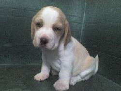 Beagle  bogota, colombia