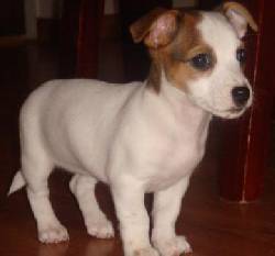JACK RUSSELL TERRIER PUROS (TELMEX) bogota, colombia