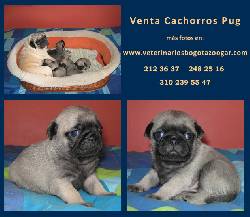 Venta Cachorros PUG en BOGOTA Bogot, Colombia
