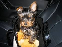 LINDO YORKIE GRATIS San Juan, Puerto Rico