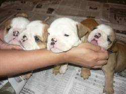 BullDog Ingles cachorros Para la venta Medellin, colombia