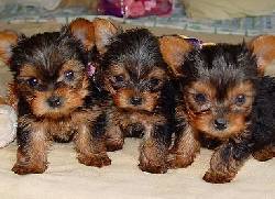 Yorkie Cachorros Gratis madrid, espana