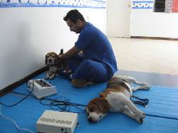fisioterapia animal Medellin, Colombia