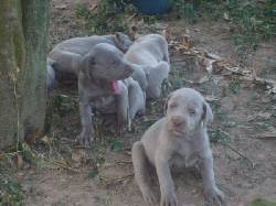 Cachorros Weimaraner bogota, colombia