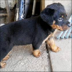 Cachorro Rottweiler. malaga, Spain