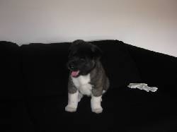 akita inu de 1 mes 1/2 bogota, colombia
