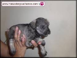 Schnauzer Miniatura (Color plata o sal y pimienta) medellin, colombia