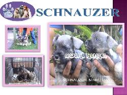 SCHNAUZER DE ROYAL KENNEL !APROVECHE! PROMOCION BOGOTA, COLOMBIA