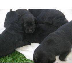 HERMOSOS LABRADORES NEGROS(as) 100.000 Y REGALO bucaramanga, colombia